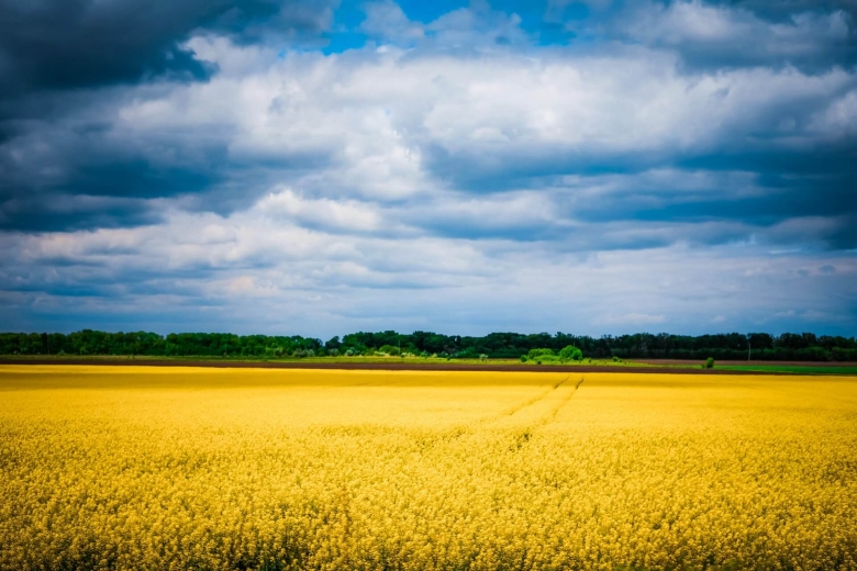 Ukraine fields by Olga Subach CC-BY_SA
